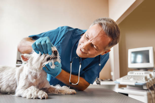 Best Emergency Treatment for Dental Infections or Abscesses in Norlina, NC